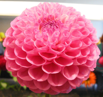 Dahlia ' 20TH AVE OLD MAJOR '  (S.B.)  Gibson  USA  2022  ADS Show Virginia, USA 2022  (David Brown)